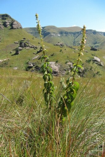 Plectranthus calycinus