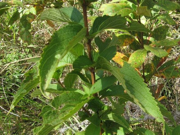 Coleus calycinus