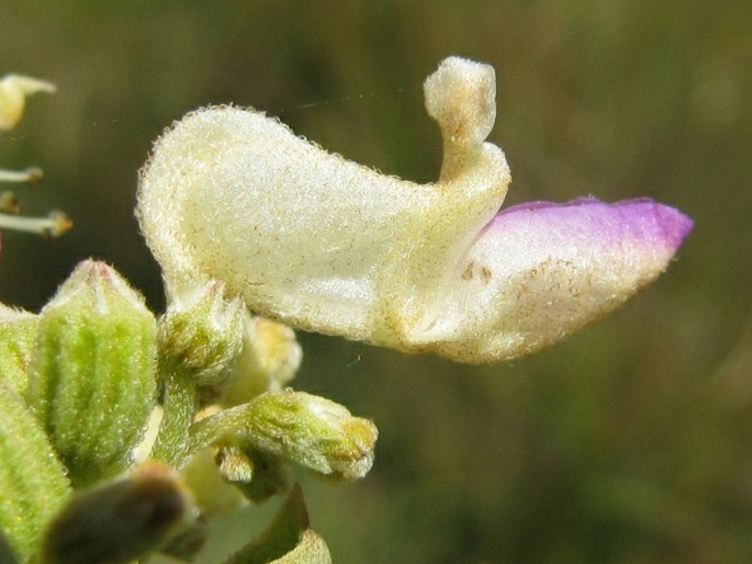 Coleus calycinus