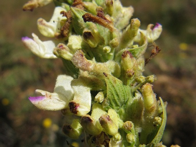 Coleus calycinus