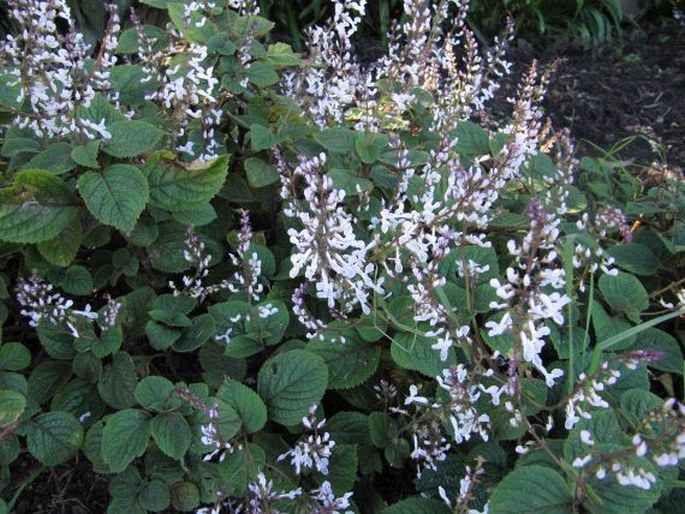 Plectranthus ciliatus