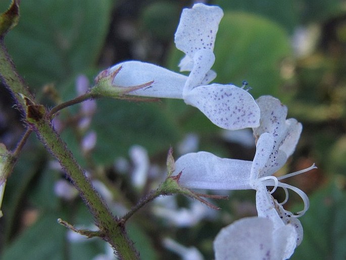 Plectranthus ciliatus