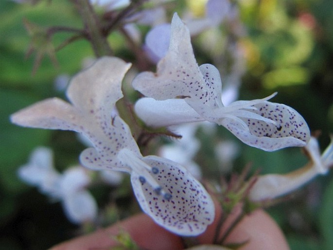 Plectranthus ciliatus