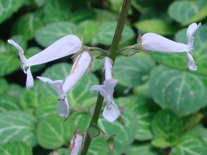 Plectranthus oertendahlii