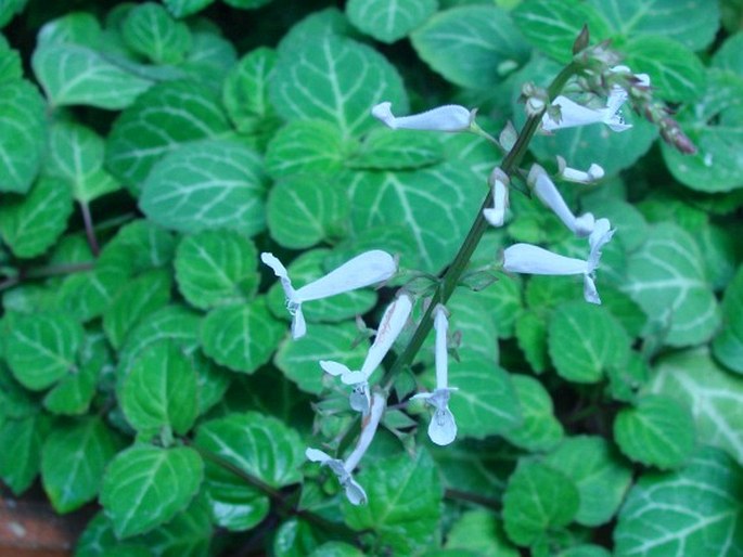 Plectranthus oertendahlii