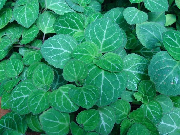 Plectranthus oertendahlii