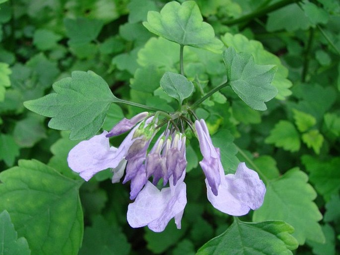 Plectranthus saccatus