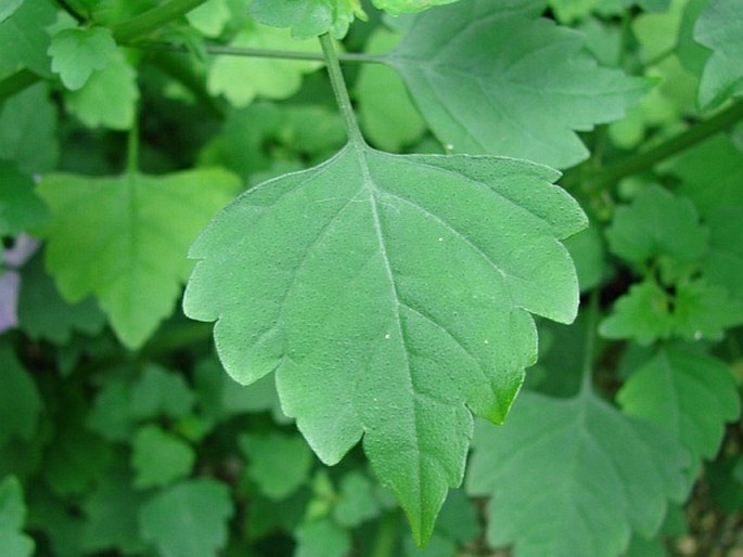 Plectranthus saccatus