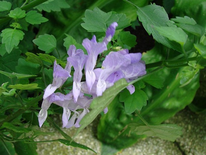 Plectranthus saccatus