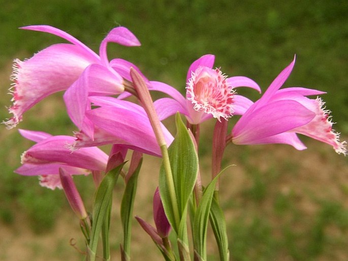 Pleione limprichtii