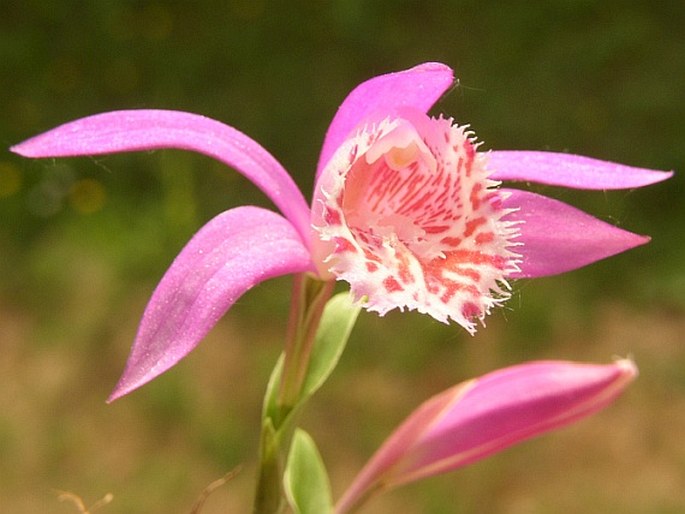 Pleione limprichtii