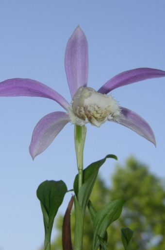 Pleione formosana