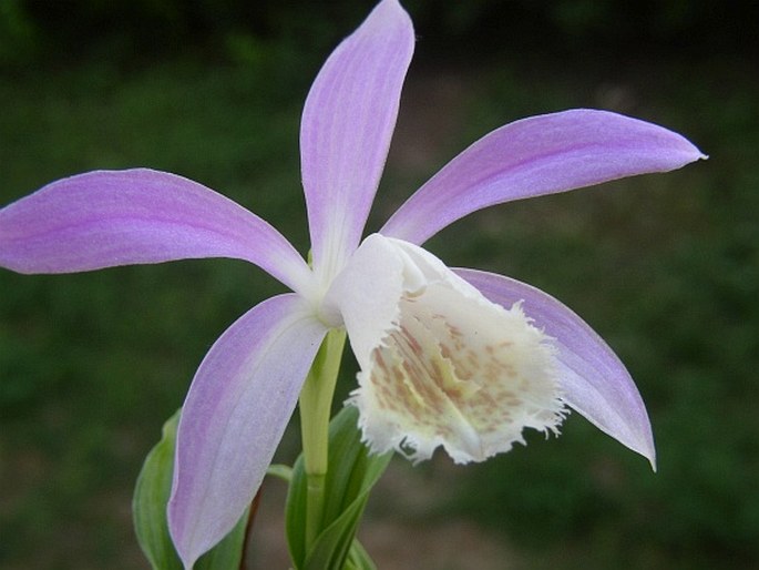 Pleione formosana