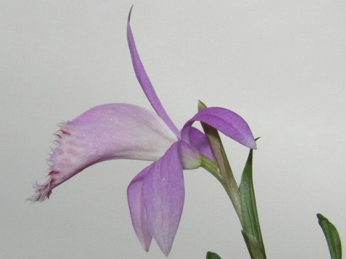 Pleione limprichtii