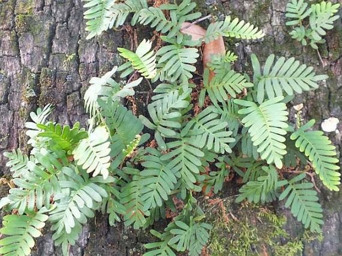 Pleopeltis polypodioides