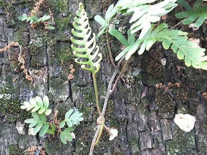 Pleopeltis polypodioides