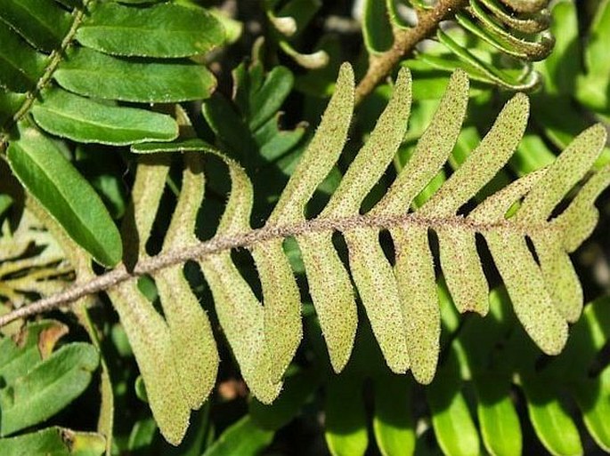 Pleopeltis polypodioides