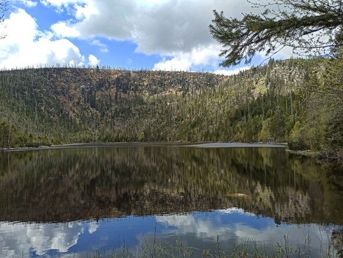 Plešné jezero