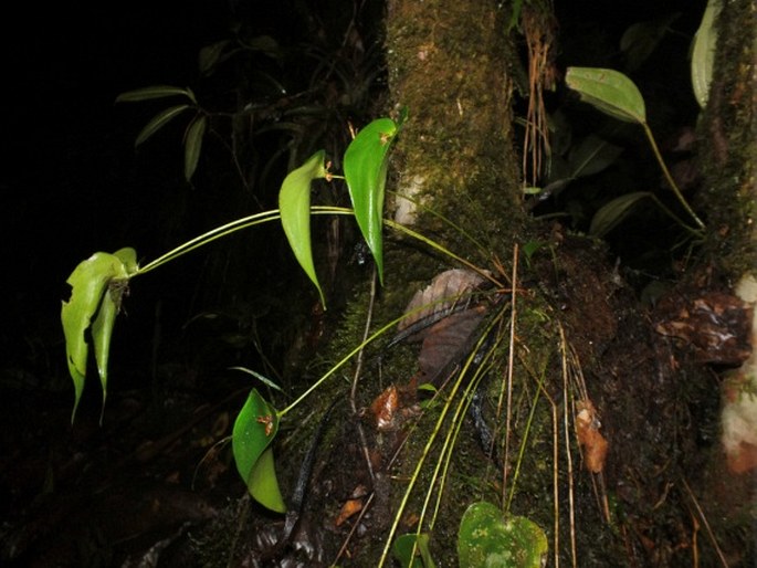 Pleurothallis crossota