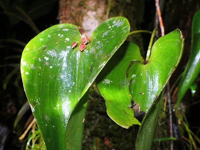 Pleurothallis crossota