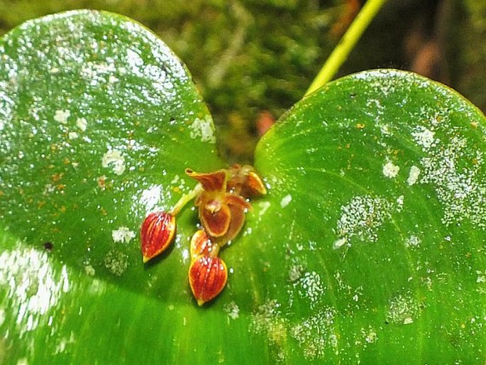 Pleurothallis crossota