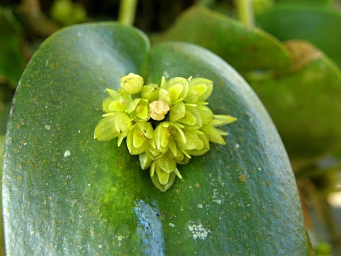 PLEUROTHALLIS BOTHROS Luer