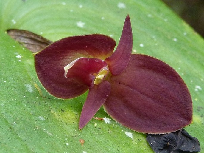 PLEUROTHALLIS CARDIOTHALLIS Rchb. f.