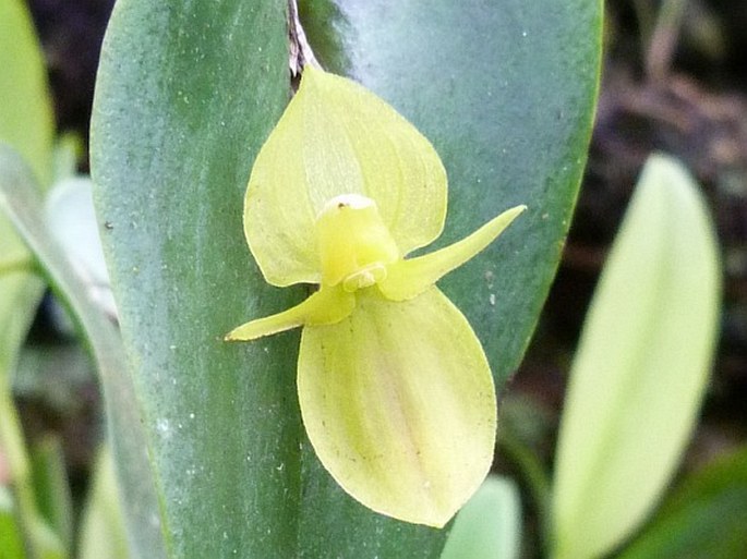 Pleurothallis cardiothallis