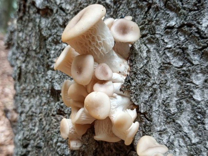 PLEUROTUS CORNUCOPIAE (Paulet) Rolland - hlíva miskovitá / hliva lievikovitá