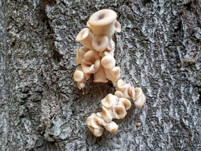 Pleurotus cornucopiae