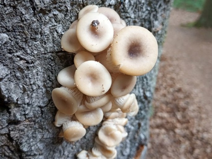 Pleurotus cornucopiae