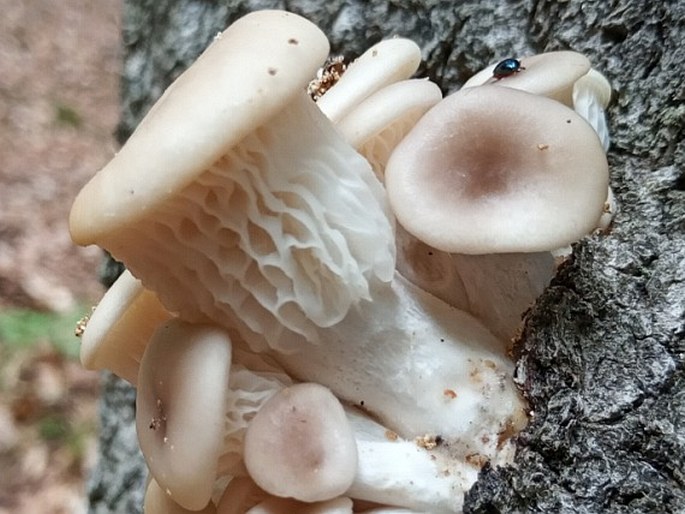 Pleurotus cornucopiae