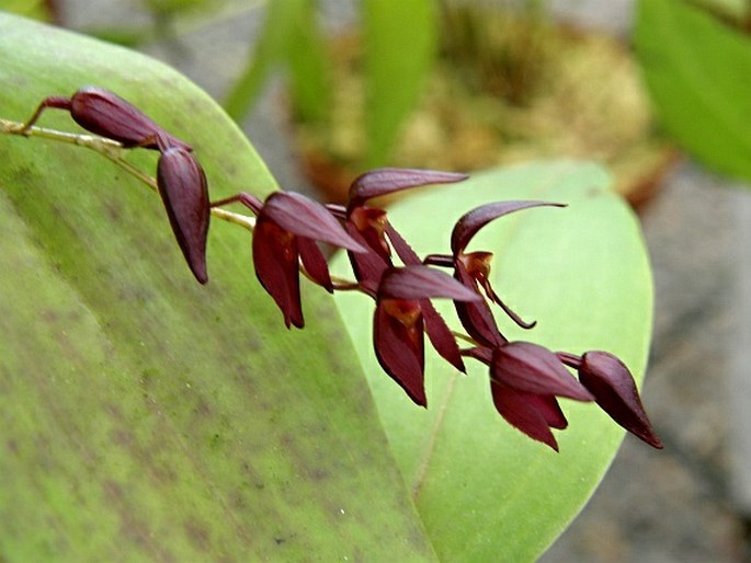 PLEUROTHALLIS ROWLEEI Ames