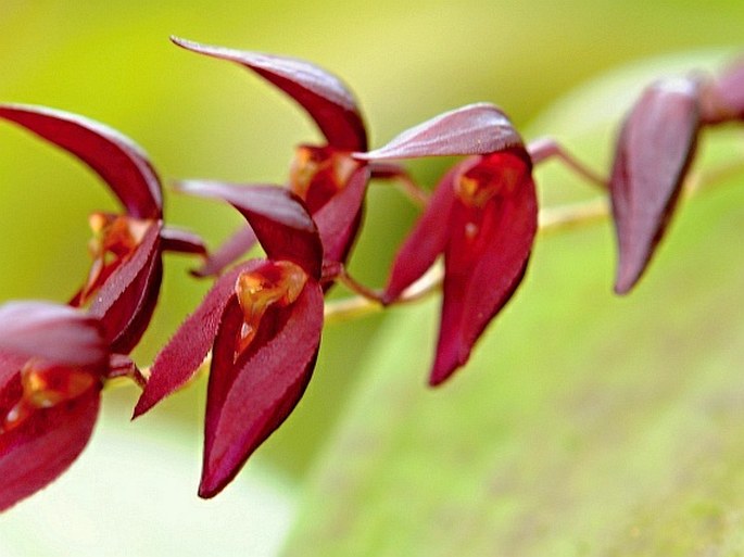 Pleurothallis rowleei