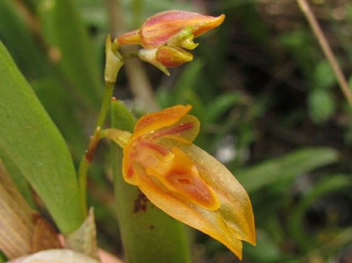 PLEUROTHALLIS MACRORHIZA Lindl.