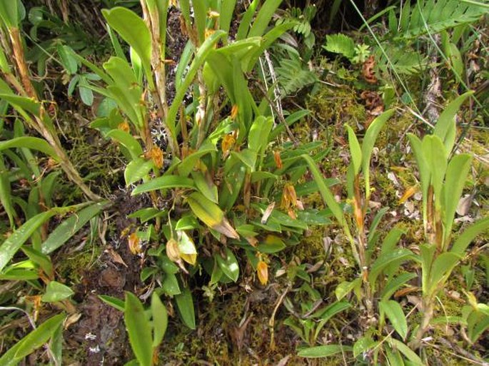 Pleurothallis macrorhiza