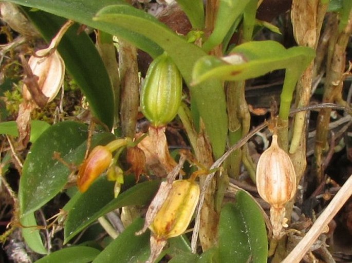 Pleurothallis macrorhiza