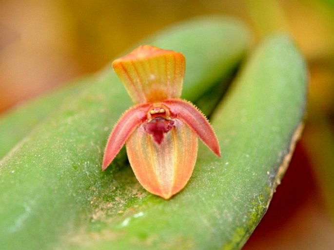 PLEUROTHALLIS TONDUZII Schltr.