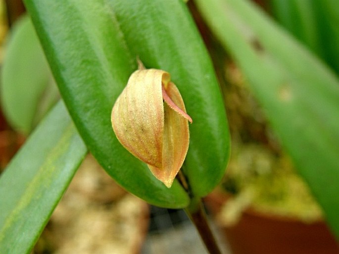 Pleurothallis tonduzii