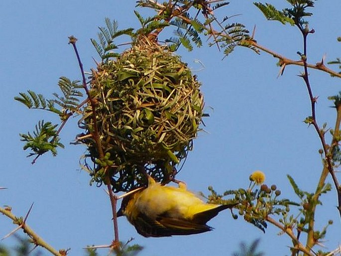 Ploceus velatus, snovač žlutý