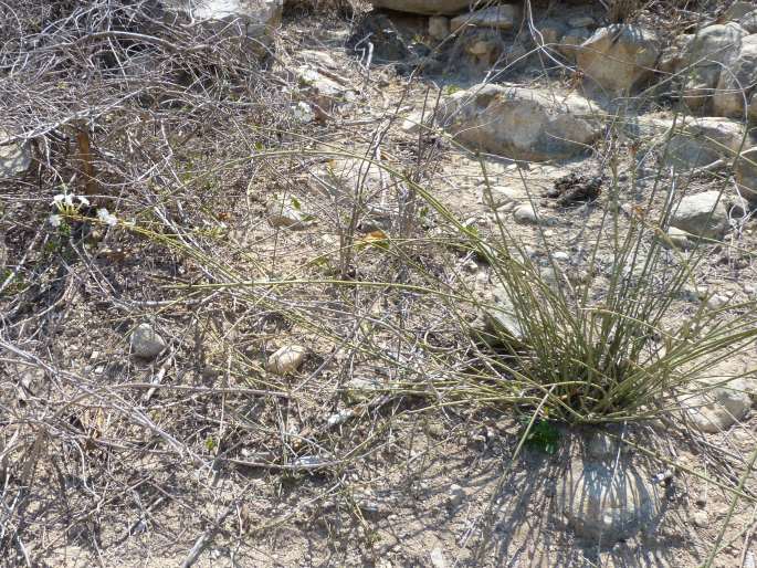 Plumbago aphylla