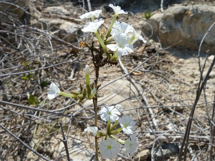 Plumbago aphylla