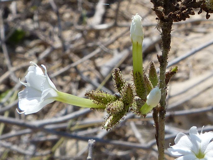 Plumbago aphylla