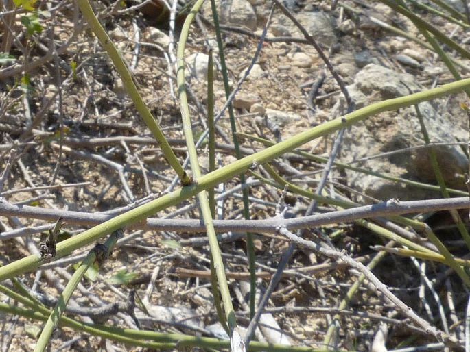 Plumbago aphylla