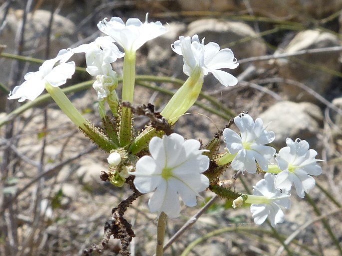 Plumbago aphylla