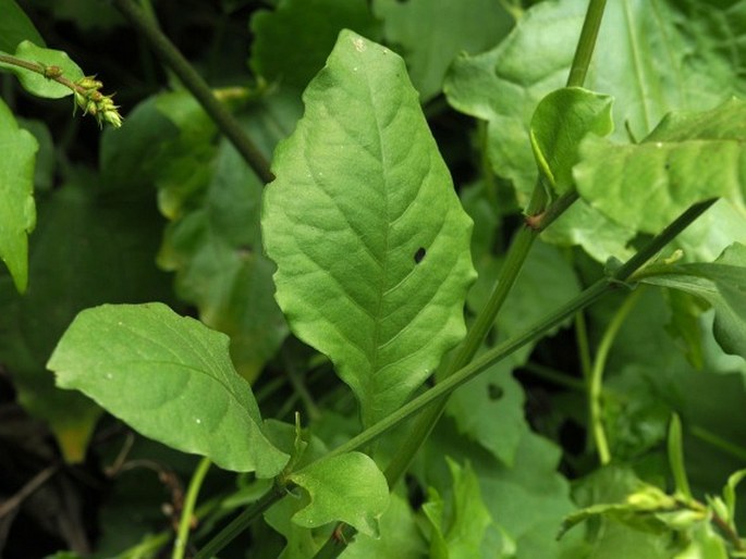 Plumbago zeylanica