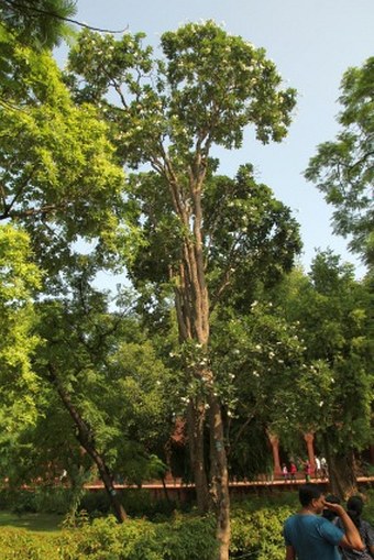 Plumeria obtusa