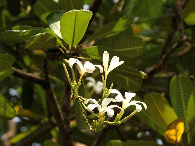 Plumeria obtusa