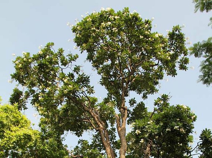 Plumeria obtusa