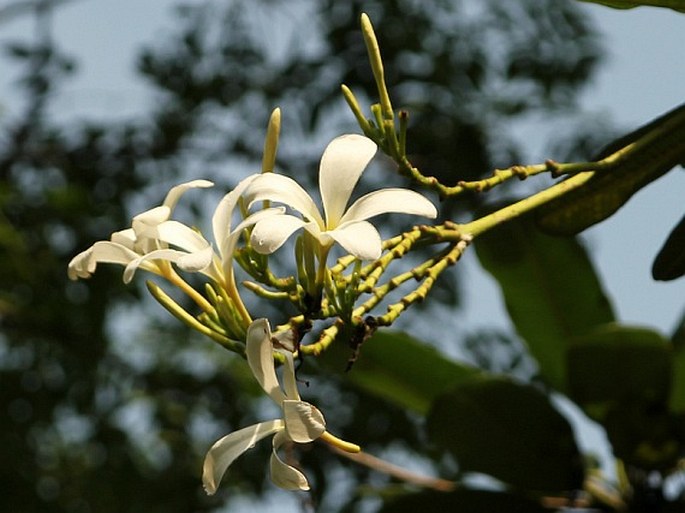 PLUMERIA OBTUSA L. - plumerie